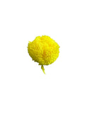 Racer POMPOM-sold seperately